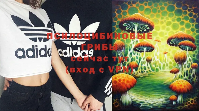 Галлюциногенные грибы Psilocybe  закладка  Выборг 